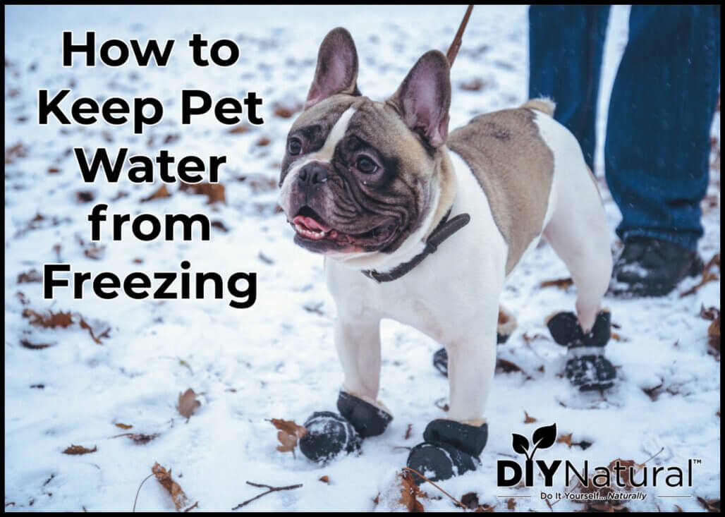 Lire la suite à propos de l’article Comment empêcher l’eau des chiens de geler : et celle des autres animaux de compagnie aussi