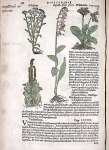 Une page de De Materia Medica par Dioscorides, avec plusieurs illustrations végétales