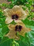 Fleurs jaune pâle avec des veines violettes d'Henbane (Hyoscyamus Niger)