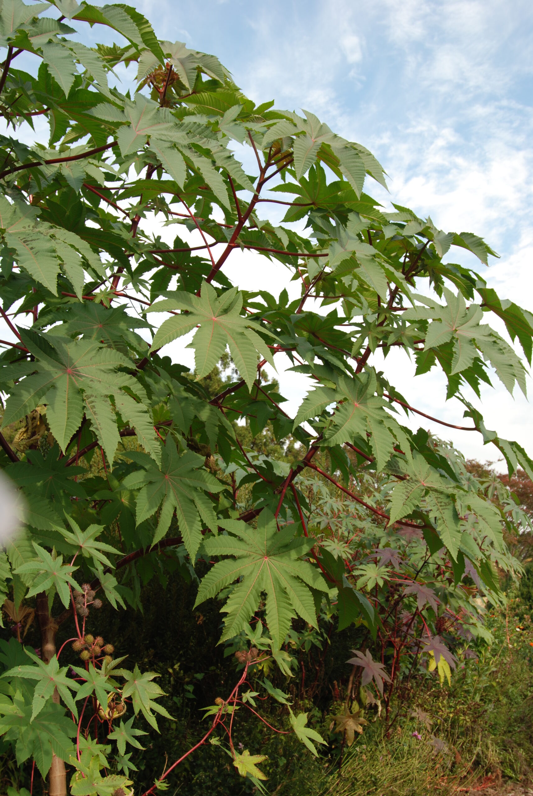 Fleurs aux produits pharmaceutiques - The Herb Society of America Blog
