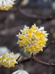 Gros plan des fleurs d'Edgeworthia jaunes et blanches