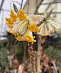 Vue latérale d'un groupe de fleurs d'Edgeworthia jaunes et blanches
