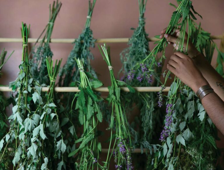 Stockage des herbes séchées et des préparations à base de plantes pour la fraîcheur et la longévité
