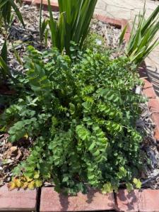 Photo du feuillage de salade Burnet