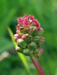 Fleurs de salade Burnet