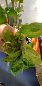 Basilic-Meufy Moulwing Bety Downy Basil - The Herb Society of America Blog 3 Des spores de mildigot pourpre de mildiou du basilic sur le dessous des feuilles de basilic