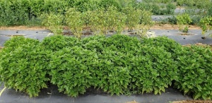 Basilic-Meufy Moulwing Bety Downy Basil - The Herb Society of America Blog 2