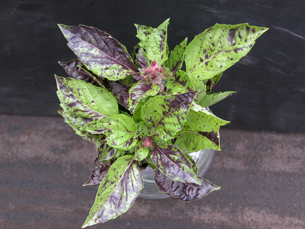 Basilic-Meufy Moulwing Bety Downy Basil - The Herb Society of America Blog
