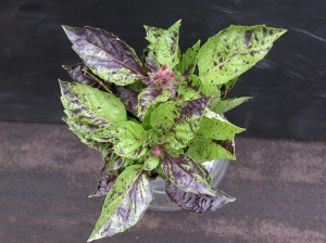 Un vase de feuilles de basilic vert pourpre éclaboussées