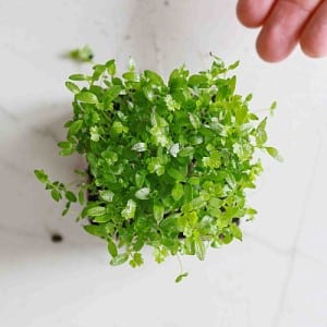 Microherbes vs micro-verts: différences et avantages clés
