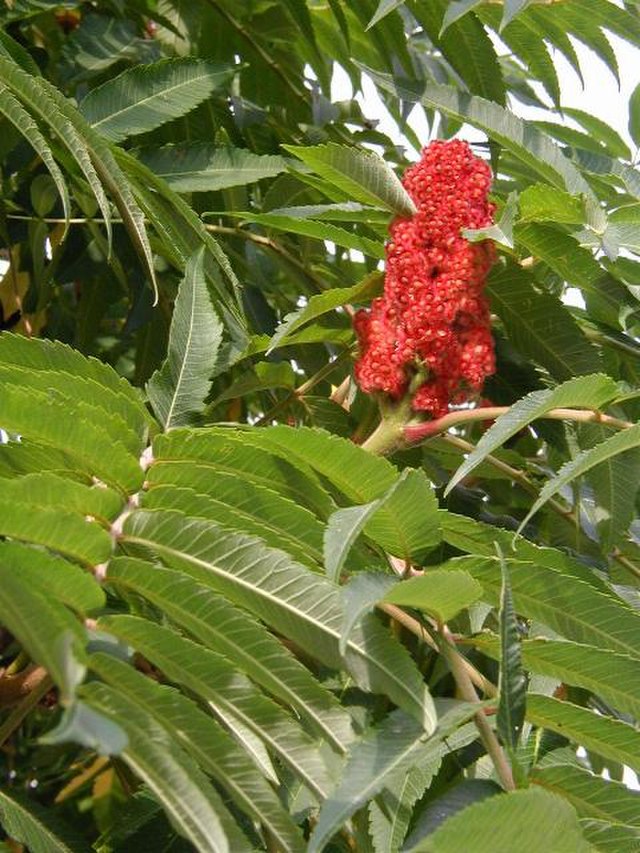 SUMAC - Blog Herb of the Month de Juillet - The Herb Society of America
