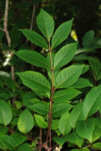 Une feuille de composé vert foncé de Toxicodendron Vernix