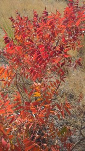 Feuillage d'automne rouge et orange de Rhus Lanceolata