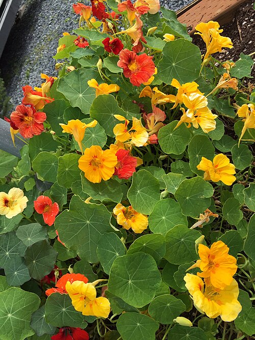 Nasturtium - August Herb du mois - The Herb Society of America Blog
