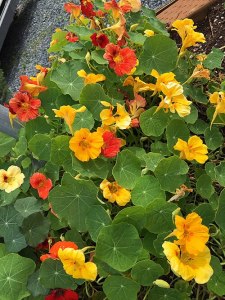 Image des fleurs et feuilles de Nasturtium