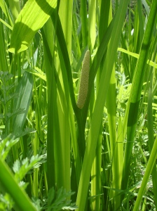 Hautes feuilles vertes minces avec un spadix blanchâtre-vert