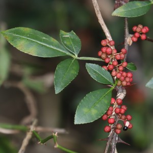 Zanthoxylum armatum var. Fruits et feuilles subtrifoliatuum