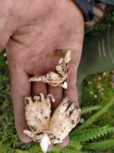 Dactylorhiza Hatagirea Racines qui ressemblent à des mains ou des pieds.