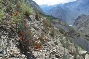 Ephedra Gerardiana dans les fruits poussant le long de l'éboulis de la montagne du Népal