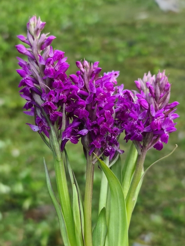 Je ne te connais pas quelque part? - Le blog The Herb Society of America
