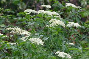 Plusieurs grappes blanches de fleurs de sureau